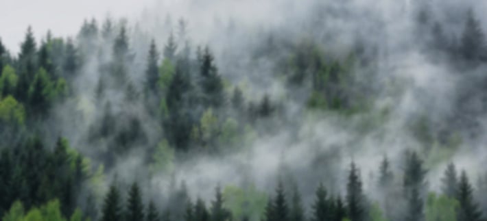 forest_blur3