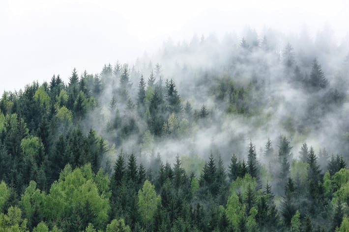 forest2